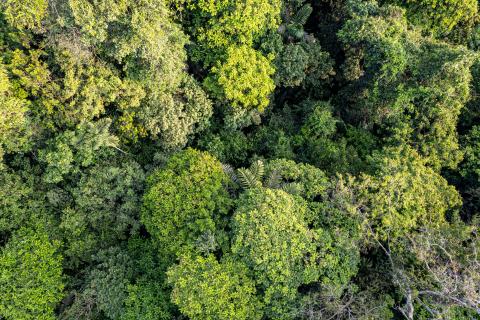 Rainforest aerial shot